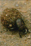 Dung beetle pushing a ball of dung